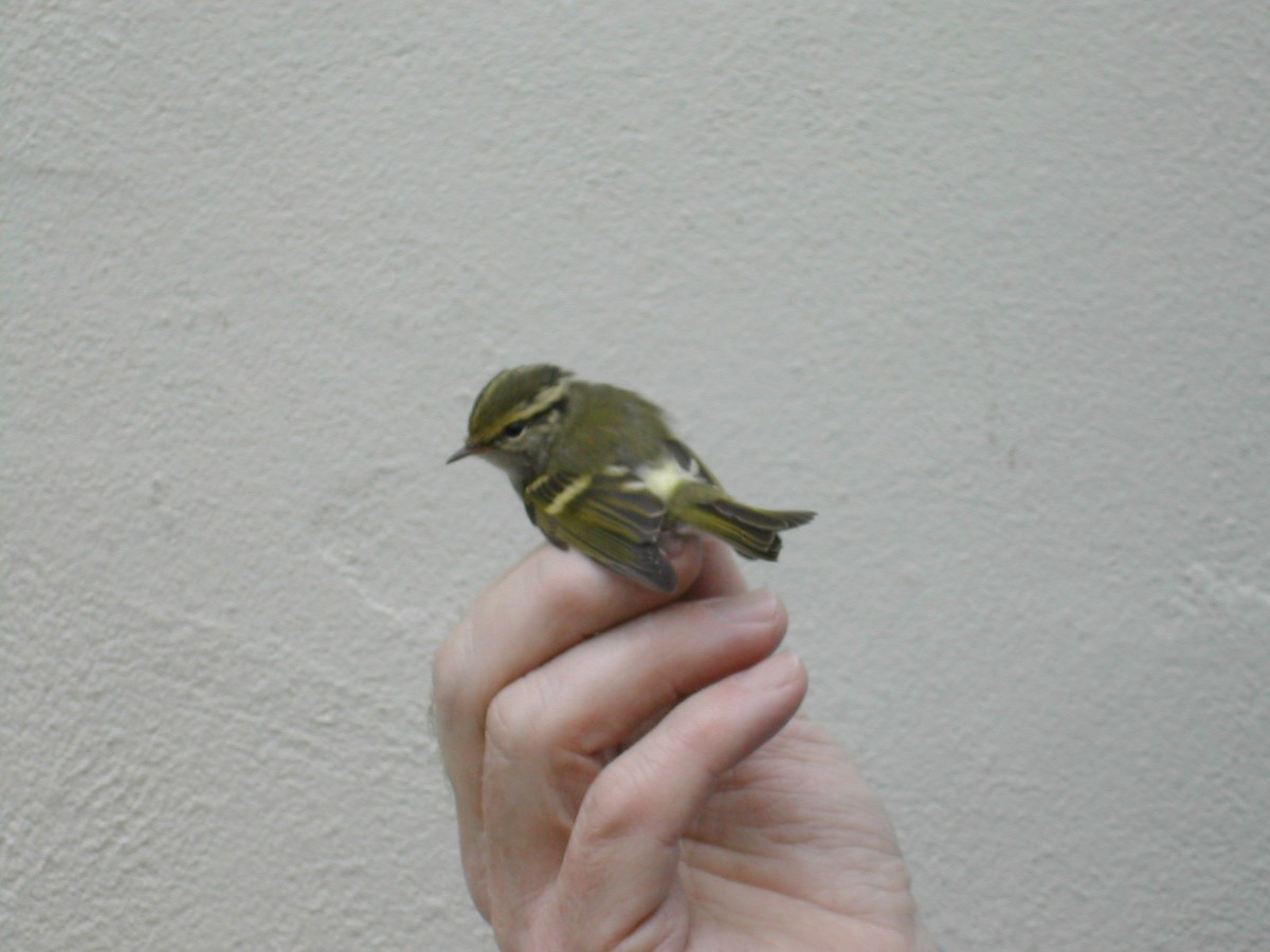 Pallas's Leaf Warbler - ML171050701