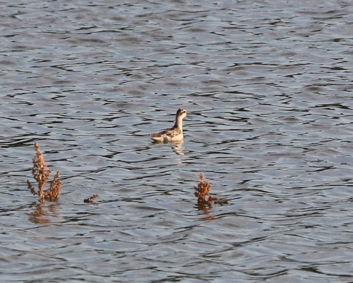 Red-necked Phalarope - Pair of Wing-Nuts