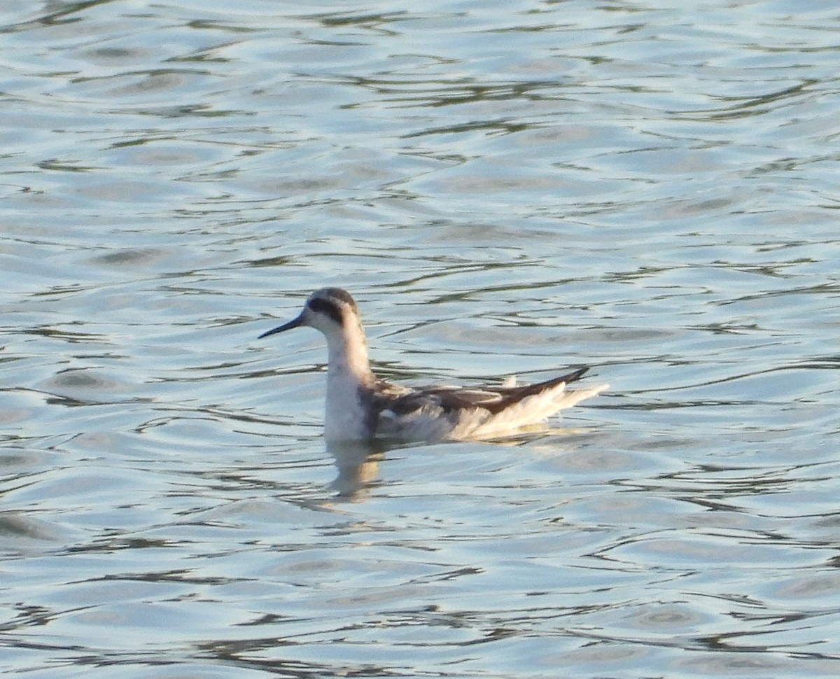 Red-necked Phalarope - ML171051561