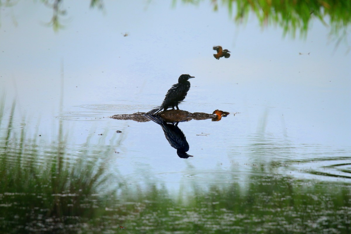 Little Cormorant - ML171054661