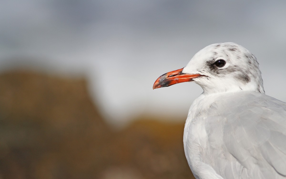 Mouette mélanocéphale - ML171054761