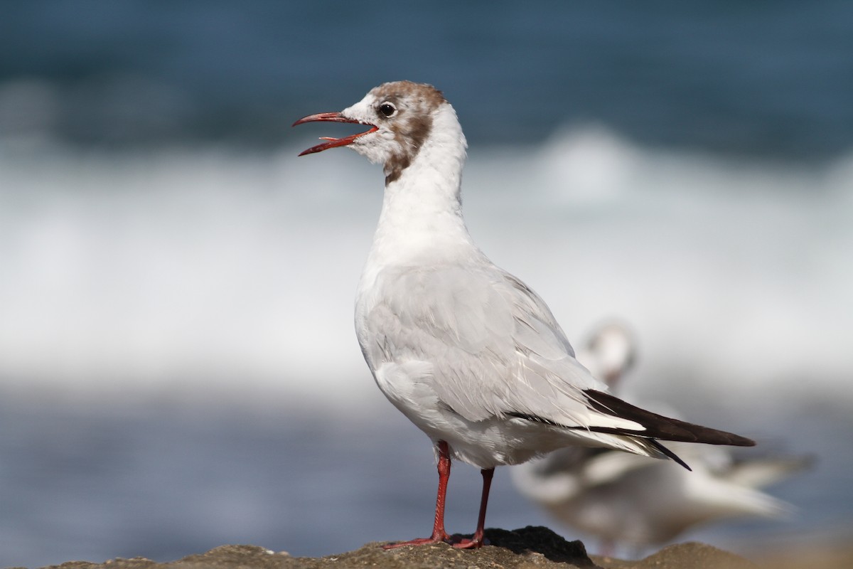 Black-headed Gull - ML171054771