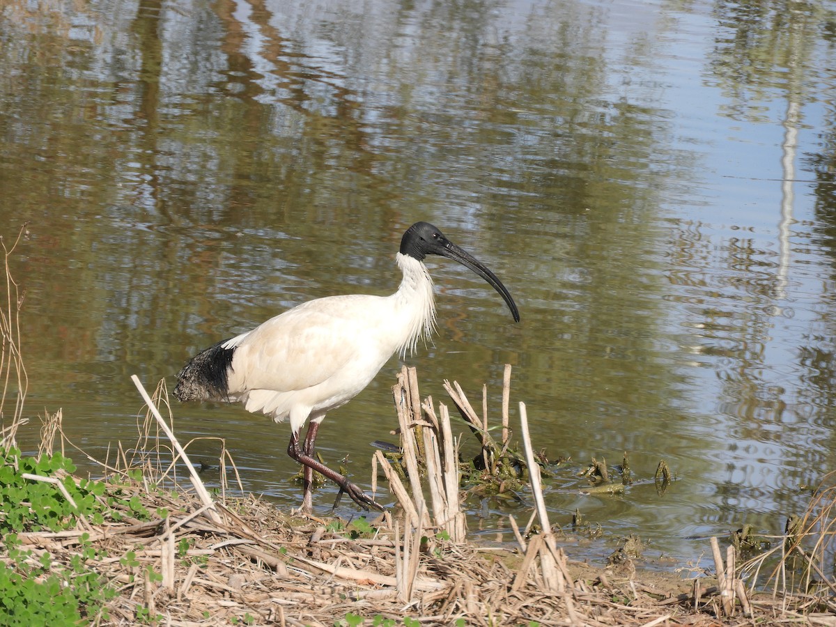 ibis australský - ML171054871
