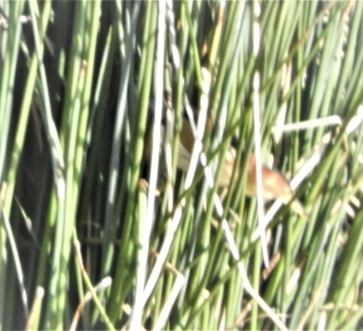 Black-backed Bittern - ML171054931