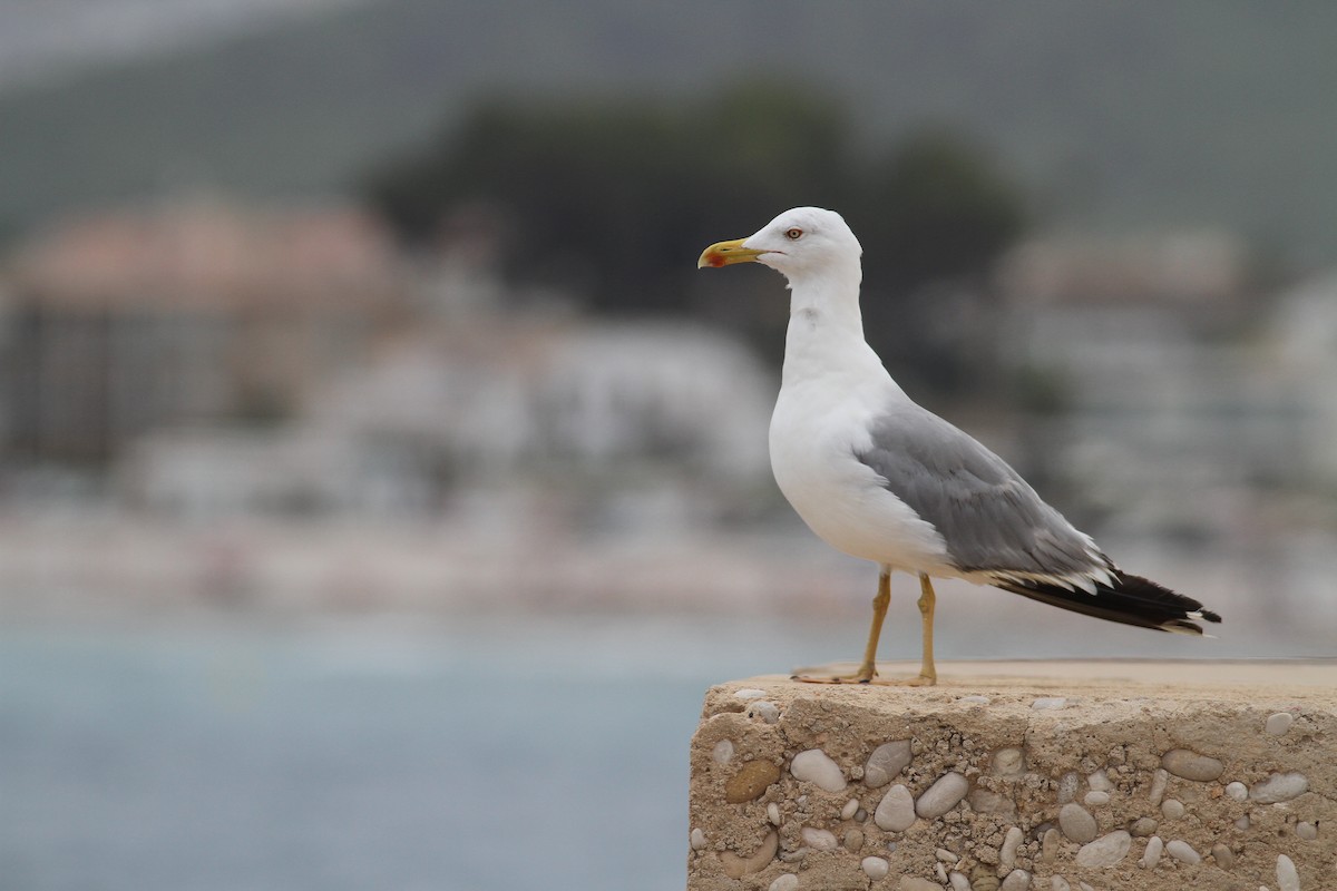 Yellow-legged Gull (michahellis) - ML171055031