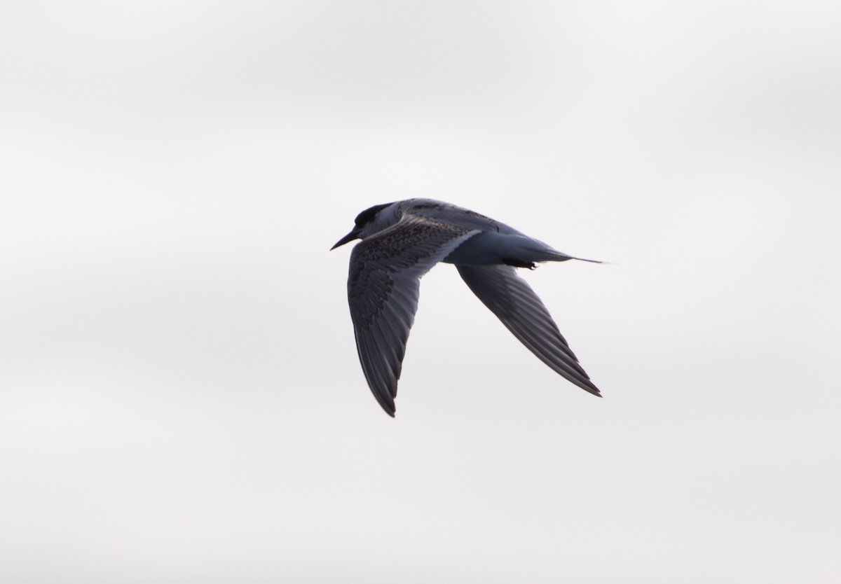 Antarctic Tern - Karina Sorrell