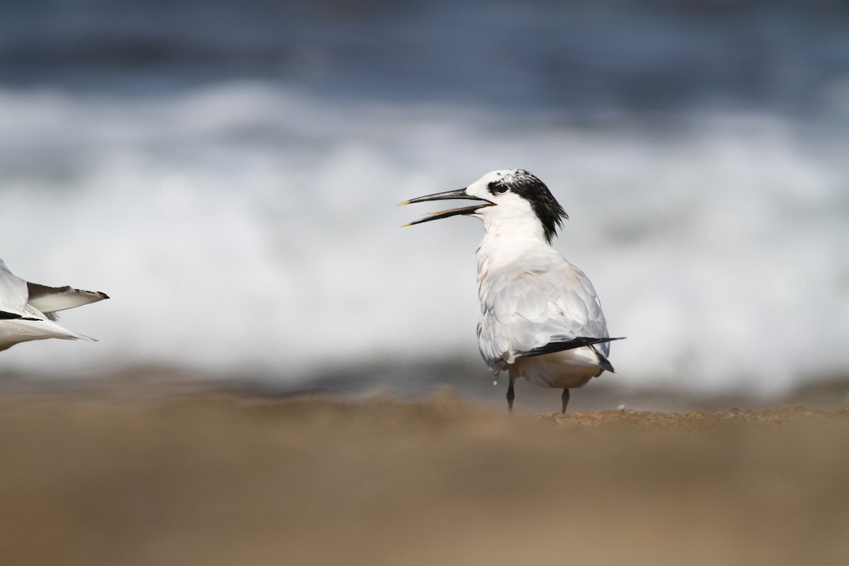 Sandwich Tern - Pierre Montieth