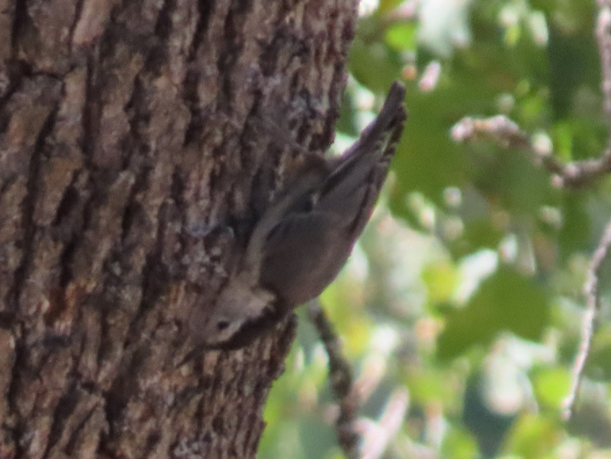 White-breasted Nuthatch - ML171056181