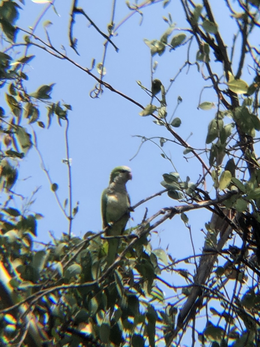 Monk Parakeet - ML171056281