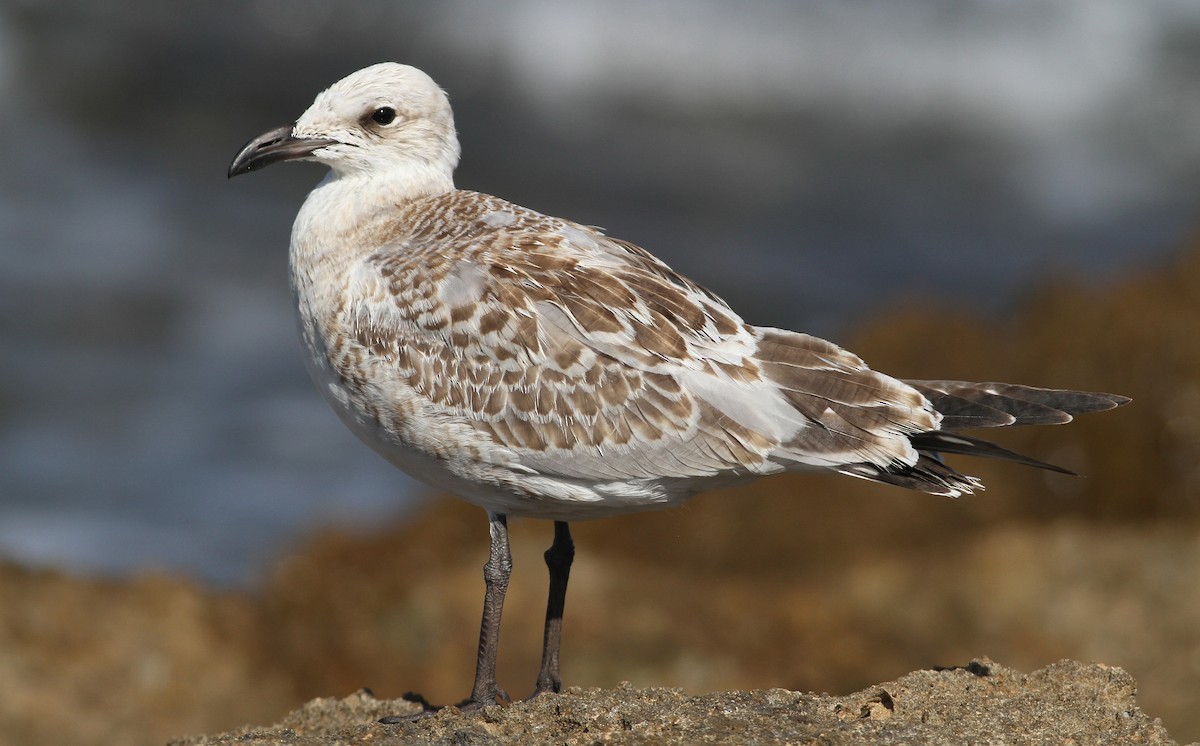 Mouette mélanocéphale - ML171056401