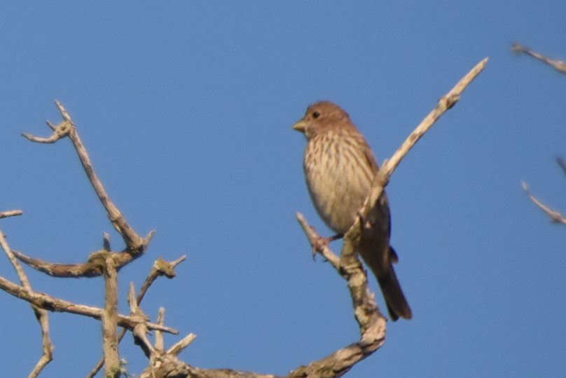 House Finch - ML171058221