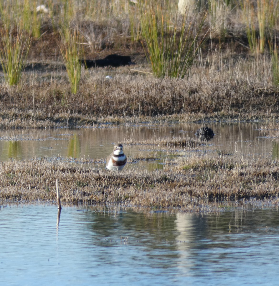 Double-banded Plover - ML171058831