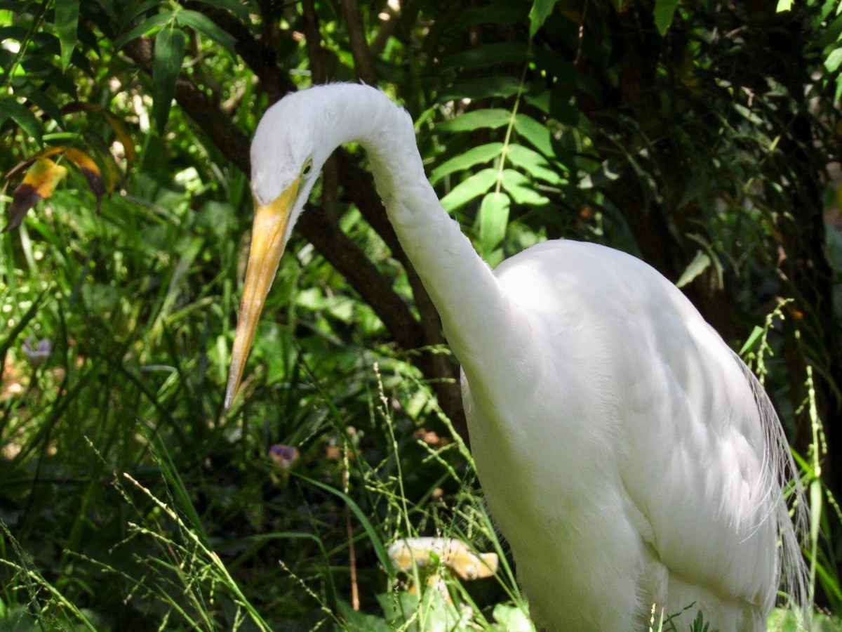 Grande Aigrette - ML171059091