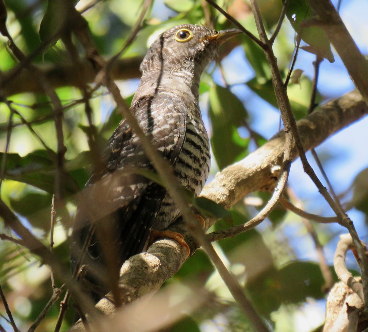 Madagascar Cuckoo - ML171060511