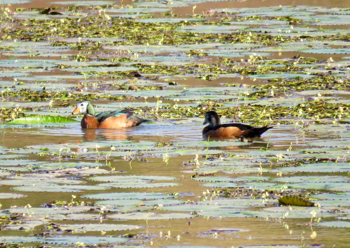 African Pygmy-Goose - Mich Coker