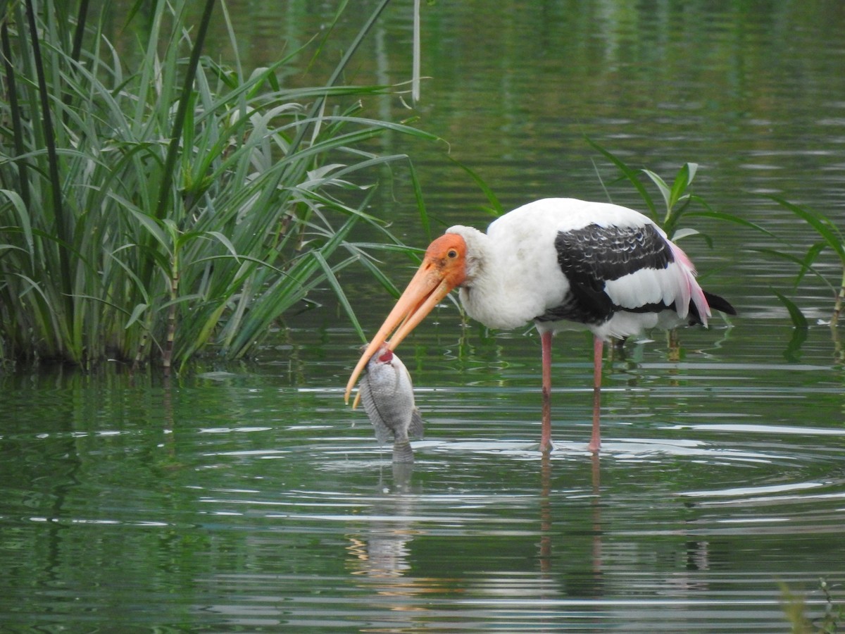 Painted Stork - ML171061811