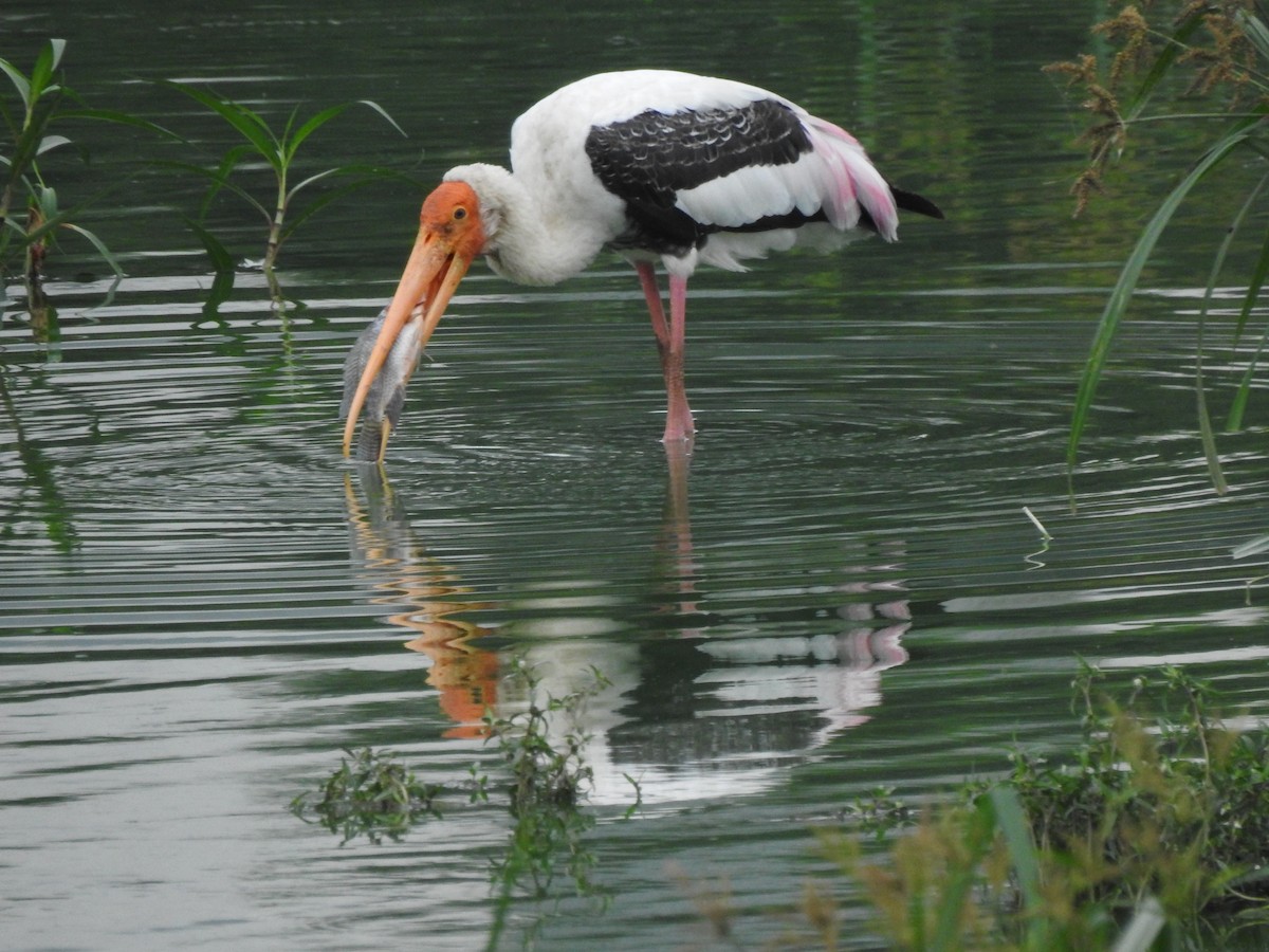 Painted Stork - ML171061821