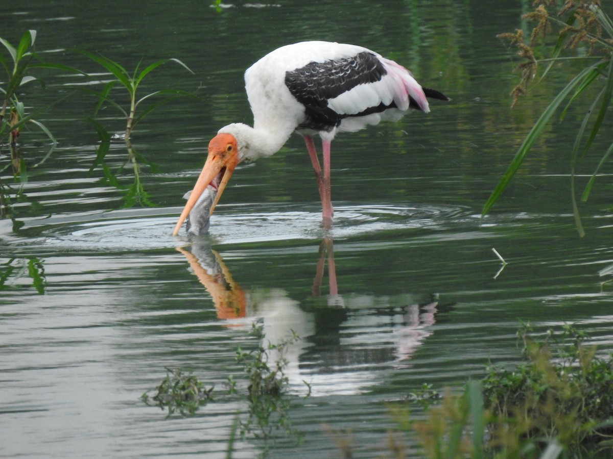 Painted Stork - ML171061831