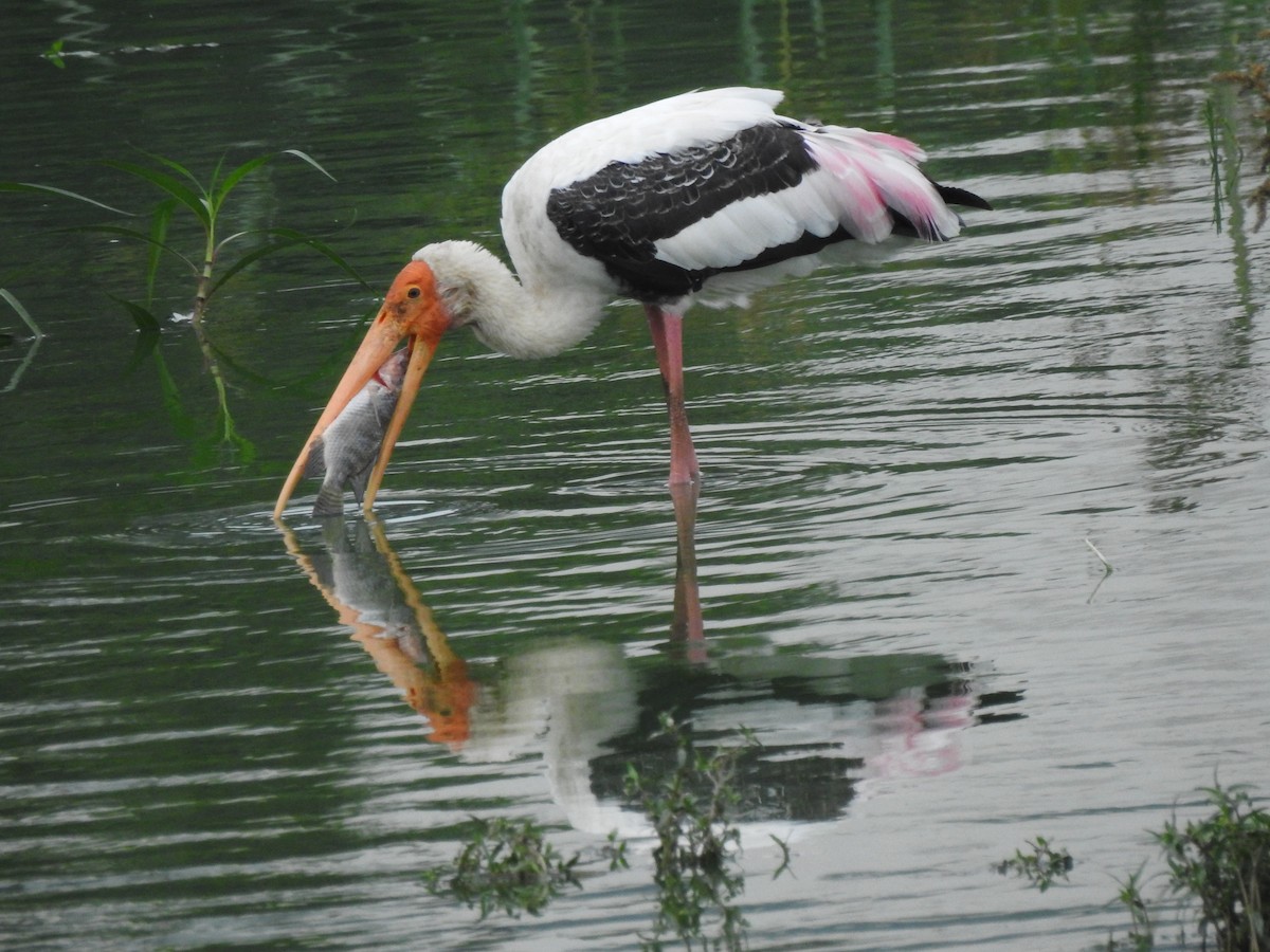 Painted Stork - ML171061841