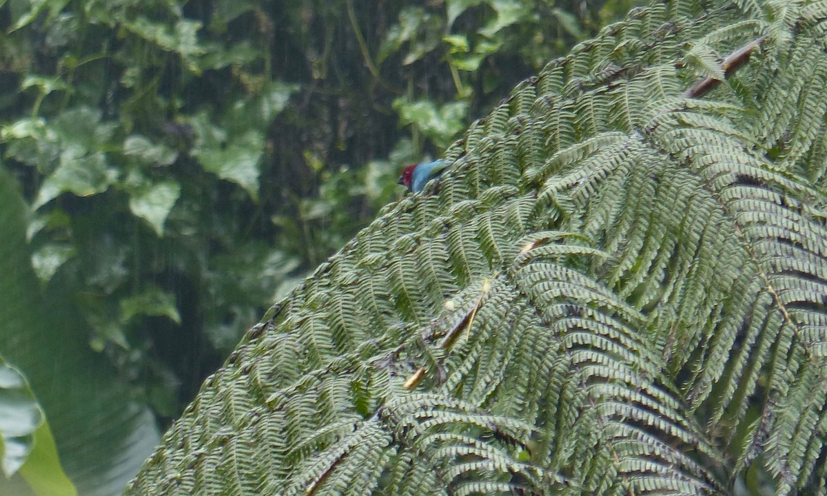 Vanuatu Papağan İspinozu (cyaneovirens/gaughrani) - ML171063611