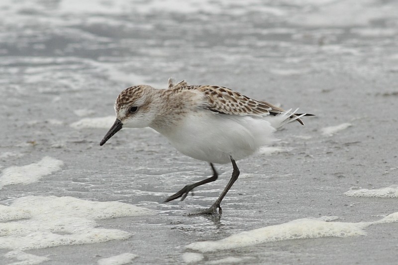 Semipalmated Sandpiper - ML171066641