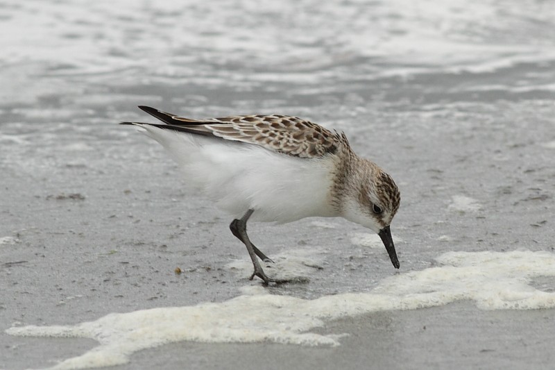Semipalmated Sandpiper - ML171066651