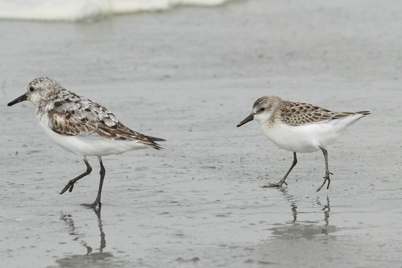 Semipalmated Sandpiper - ML171066671