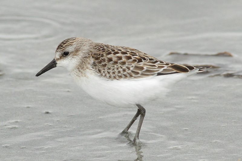 Semipalmated Sandpiper - ML171066681