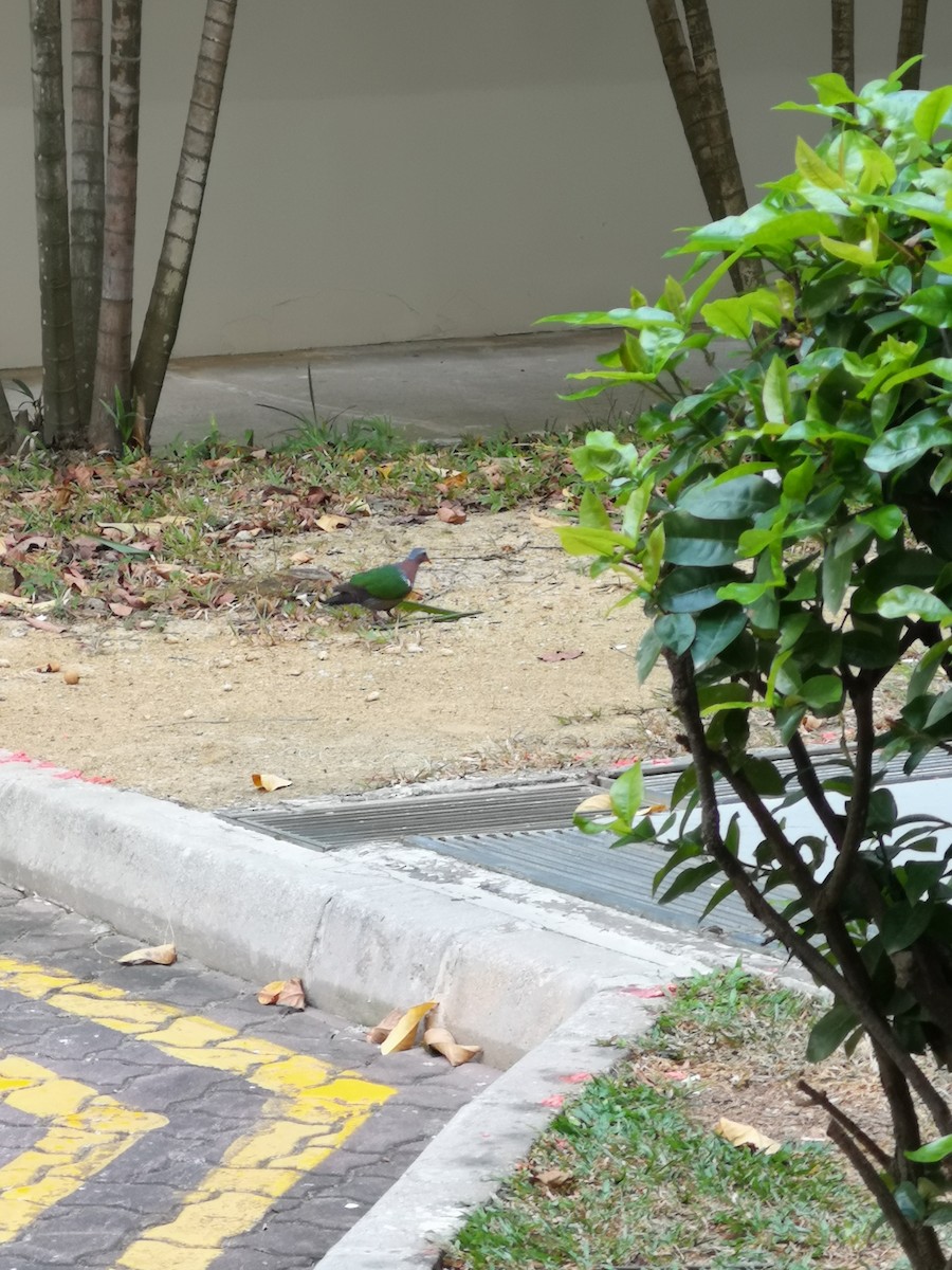 Asian Emerald Dove - ML171066721