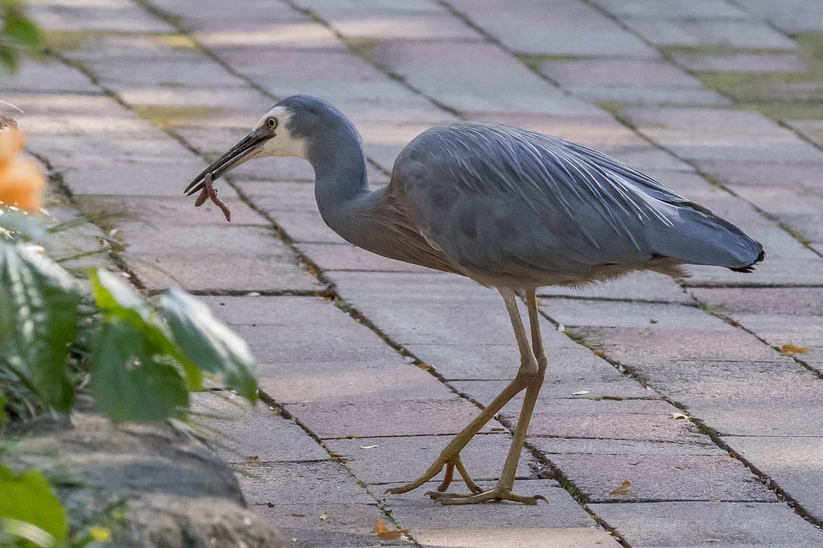 White-faced Heron - ML171067461