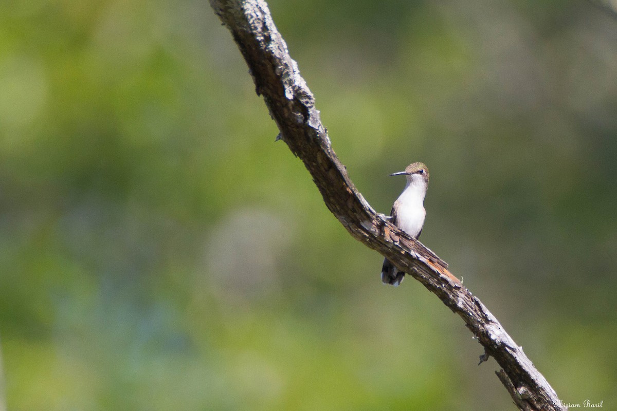 Ruby-throated Hummingbird - ML171067921