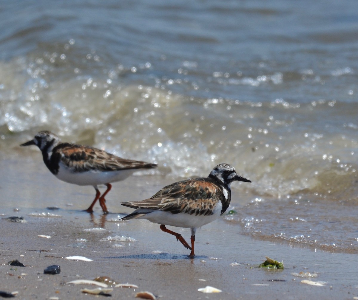 Ruddy Turnstone - Peter Paul