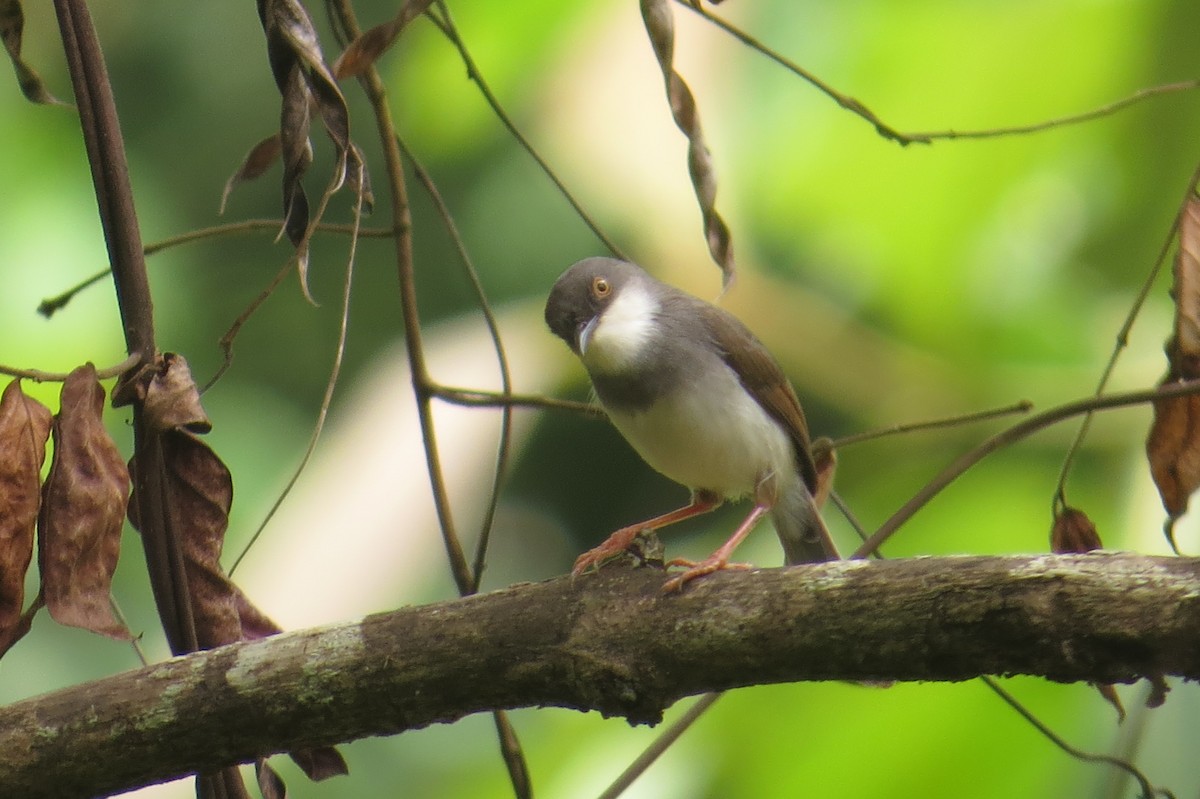 gråbrystprinia - ML171068381