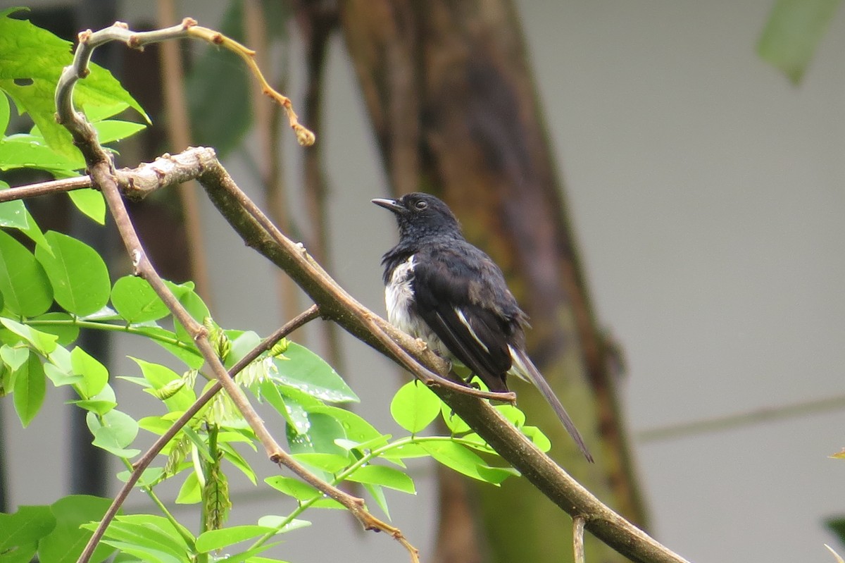 Oriental Magpie-Robin - Pushpa Puliyeri