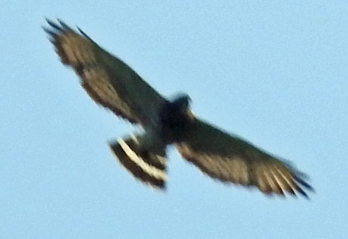 Broad-winged Hawk - ML171069421