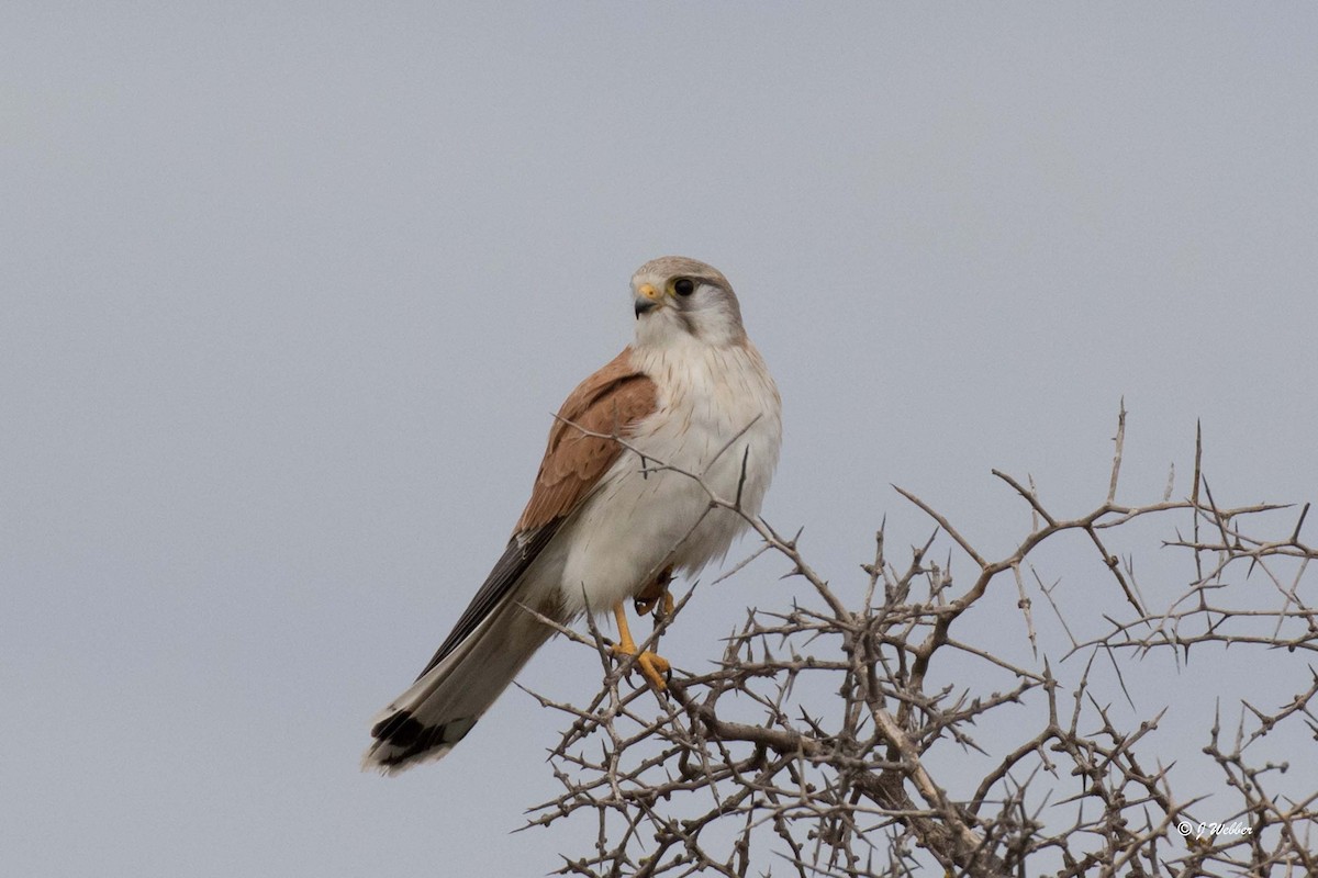 Nankeen Kestrel - ML171069891