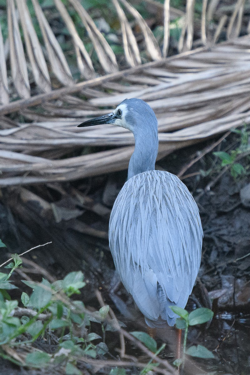 White-faced Heron - ML171071361