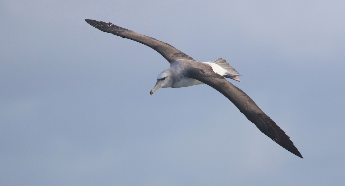 White-capped Albatross - ML171072051