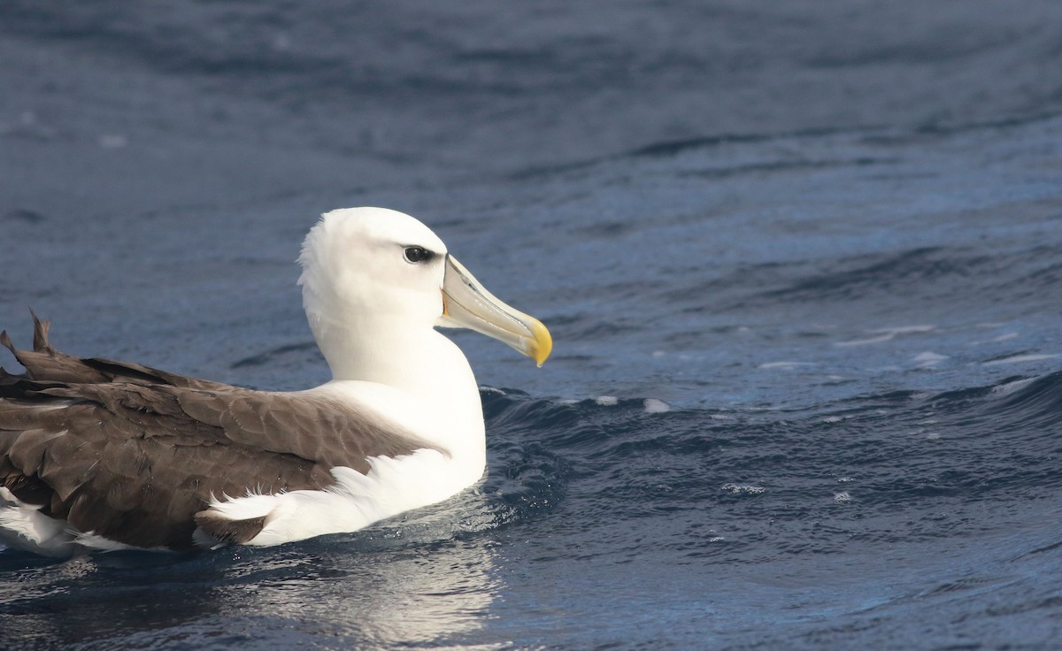 White-capped Albatross - ML171072071