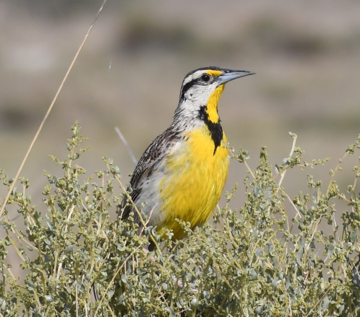 Chihuahuan Meadowlark - ML171074001