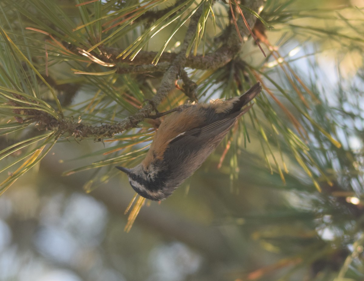 Red-breasted Nuthatch - Nancy Houlihan