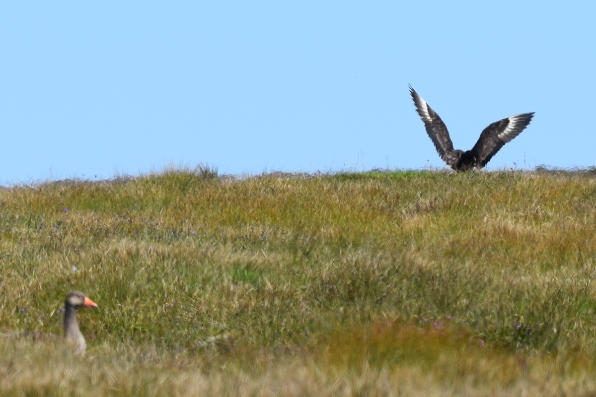 Graylag Goose - ML171078001