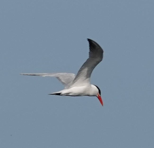 Caspian Tern - ML171078641