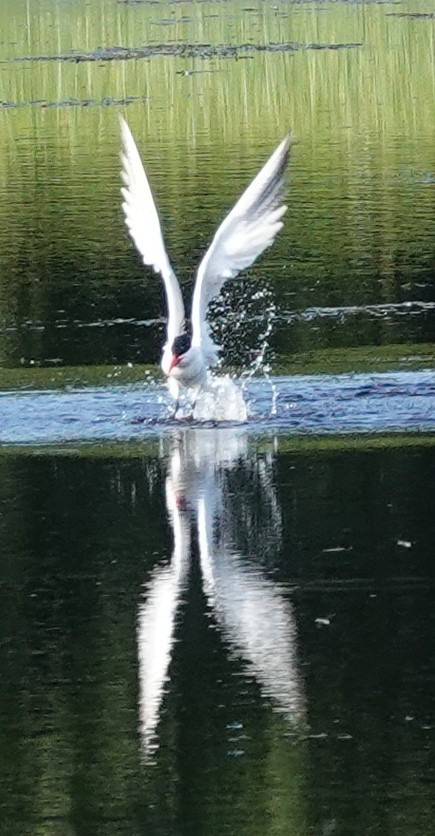 Caspian Tern - ML171078691