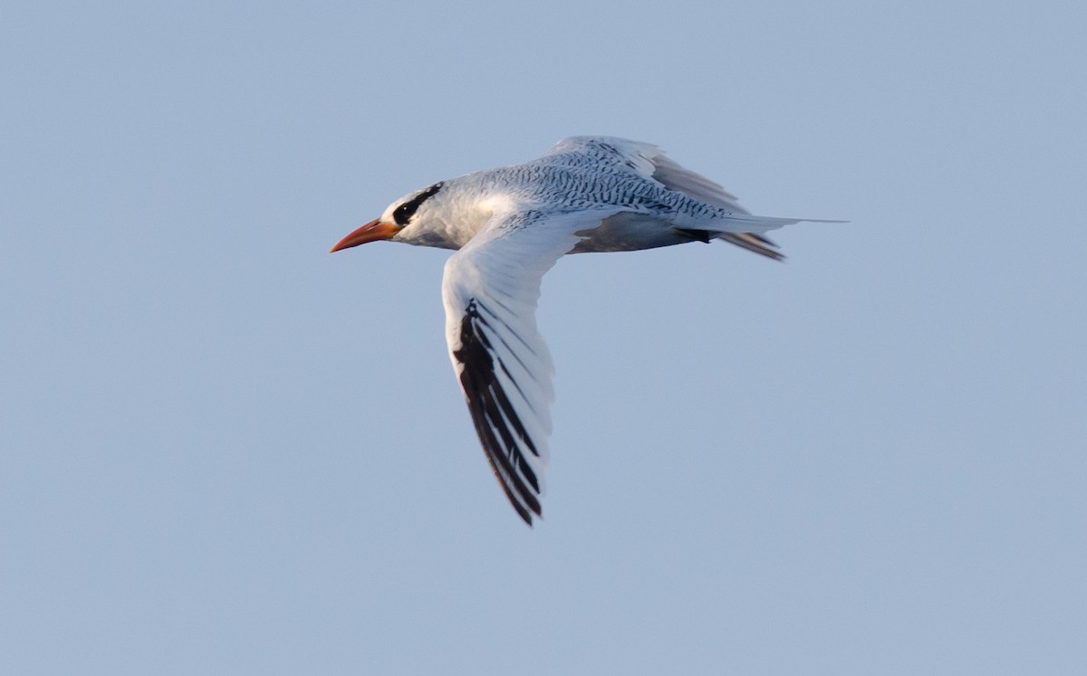 Red-billed Tropicbird - ML171079331