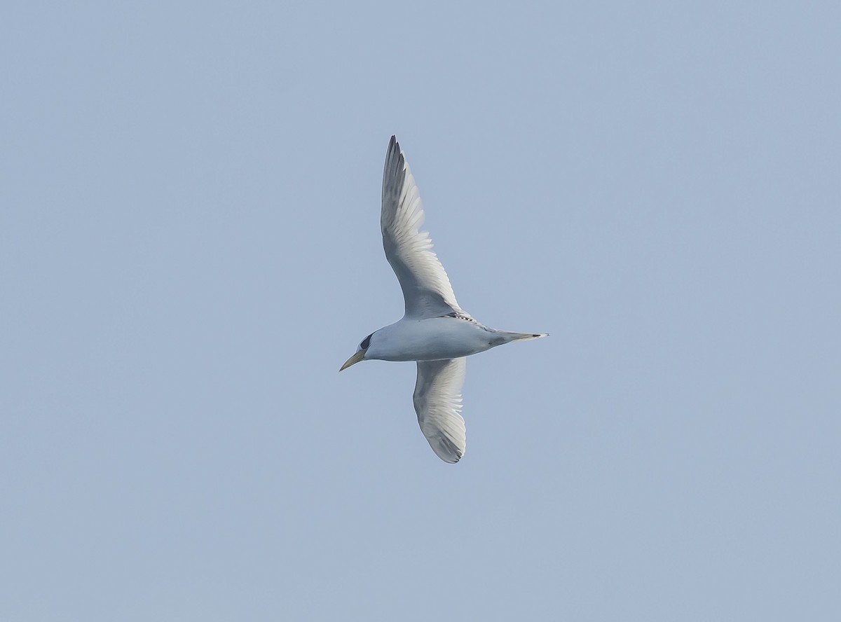 Red-billed Tropicbird - ML171081861