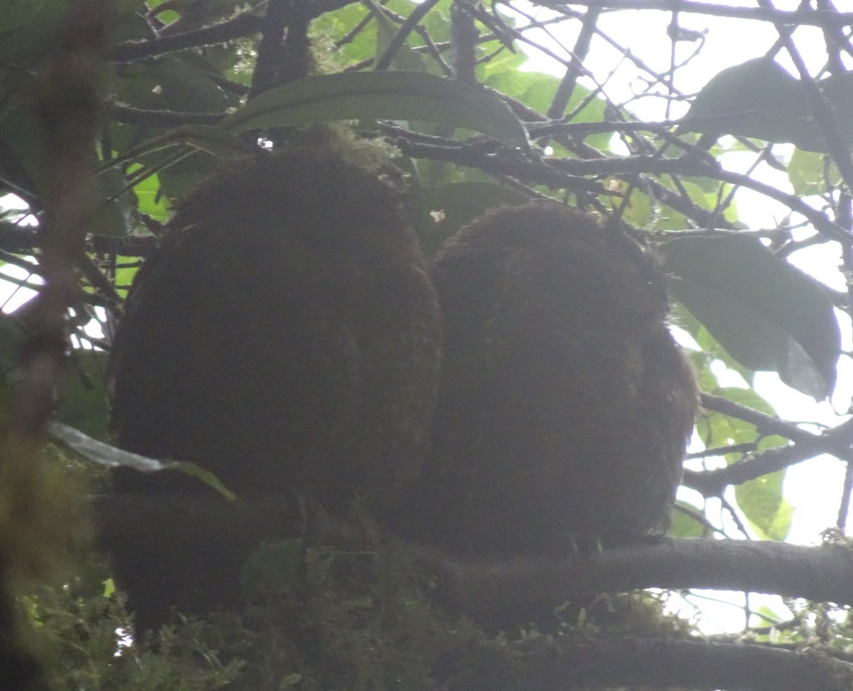 Bare-shanked Screech-Owl - ML171081981