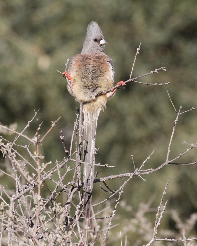 White-backed Mousebird - ML171082261