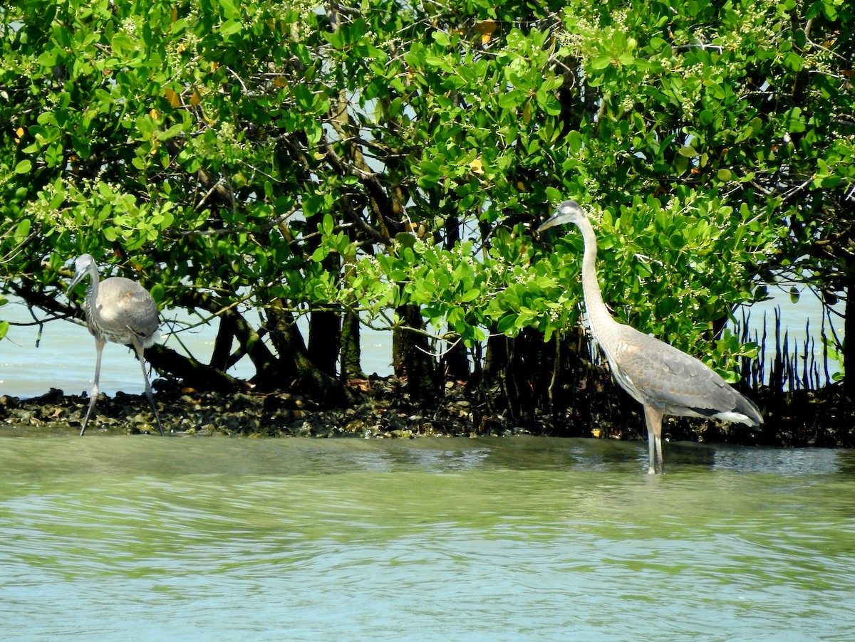 Great Blue Heron - bob butler