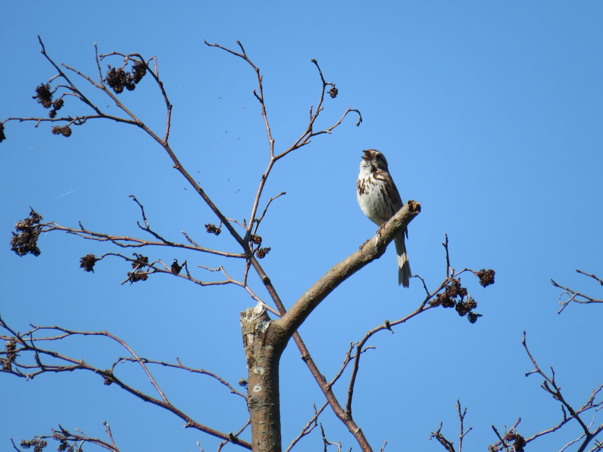 Song Sparrow - ML171083431